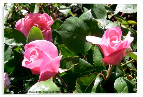 Pink rosebuds Acrylic by Stephanie Moore