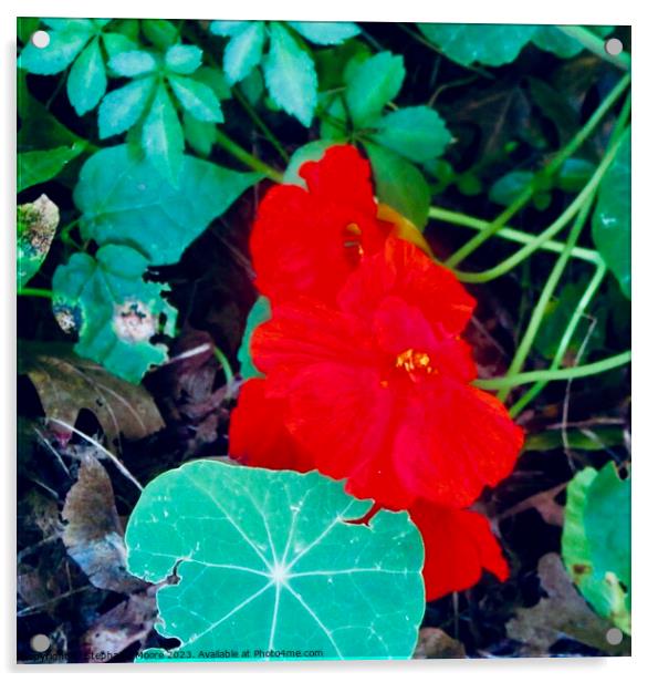 Red Nasturtiums Acrylic by Stephanie Moore
