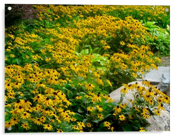 Brown Eyed Susans Acrylic by Stephanie Moore
