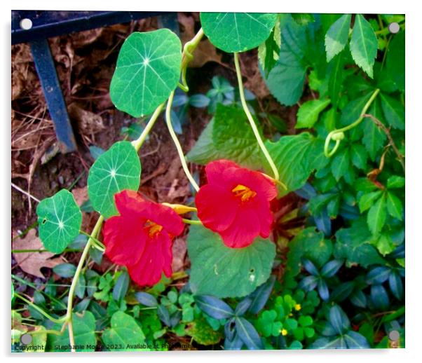 Red Nasturtiums Acrylic by Stephanie Moore