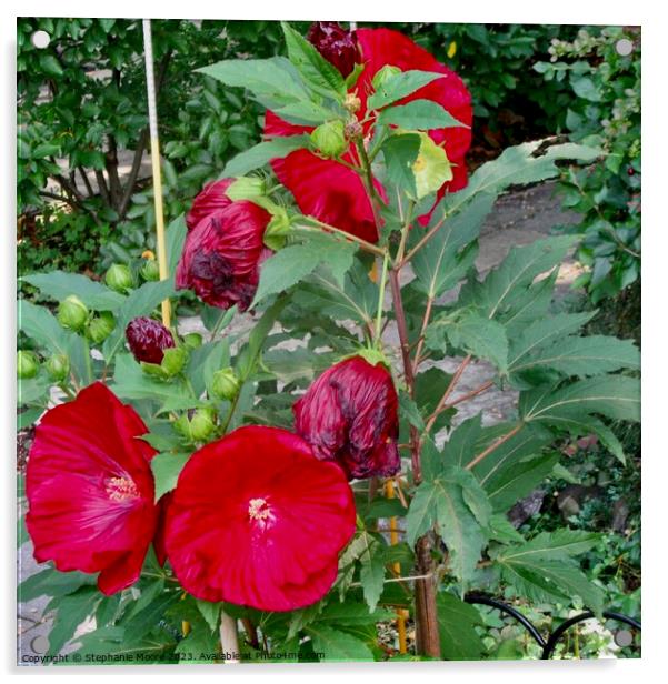 Plant flowers hibiscus Acrylic by Stephanie Moore