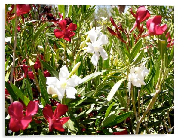 White and red oleanders Acrylic by Stephanie Moore