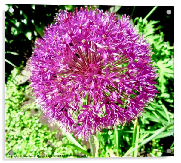 Purple Allium Acrylic by Stephanie Moore