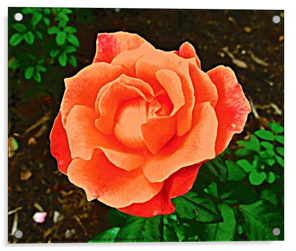 Orange Rose Acrylic by Stephanie Moore