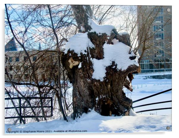 Ancient Willow Acrylic by Stephanie Moore