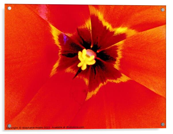 Tulip heart Acrylic by Stephanie Moore