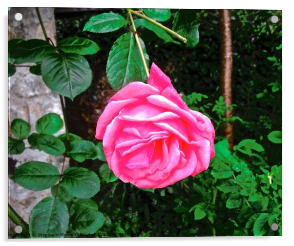 Perfect pink rose Acrylic by Stephanie Moore