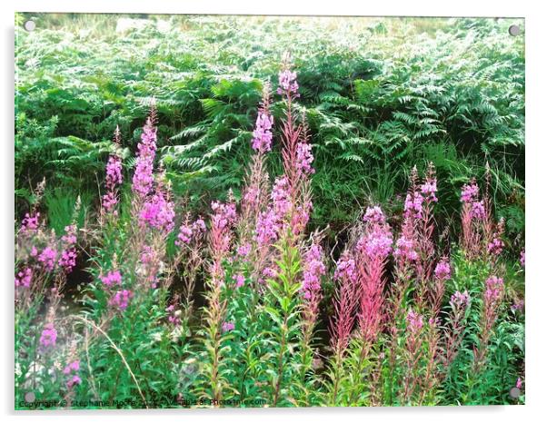 Fireweed Acrylic by Stephanie Moore