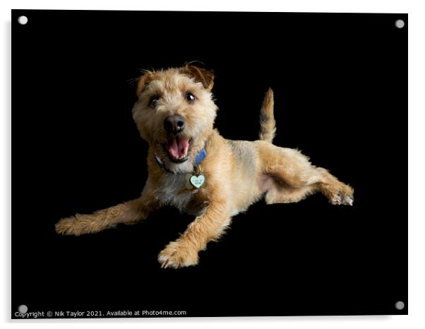 Happy Terrier Acrylic by Nik Taylor