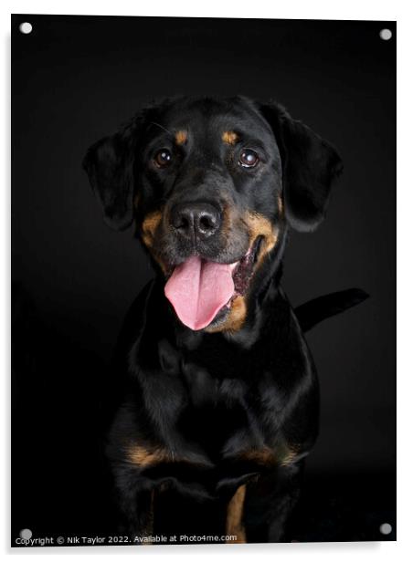 Rottweiler dog portrait Acrylic by Nik Taylor