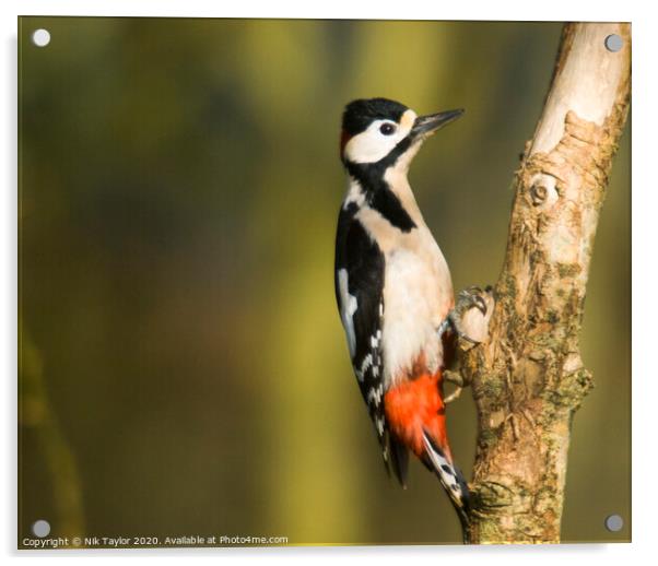 Greater Spotted Woodpecker Acrylic by Nik Taylor