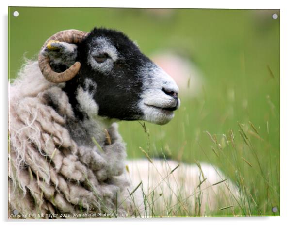 Swaledale sheep Acrylic by Nik Taylor