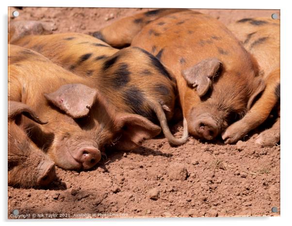 Cute Oxford Sandy and Black piglets Acrylic by Nik Taylor