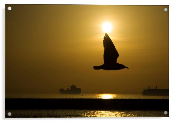 Seagull Silhouette in The Sunset at The Istanbul Acrylic by Engin Sezer