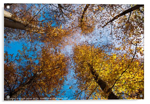 Autumn trees at forest Acrylic by Engin Sezer