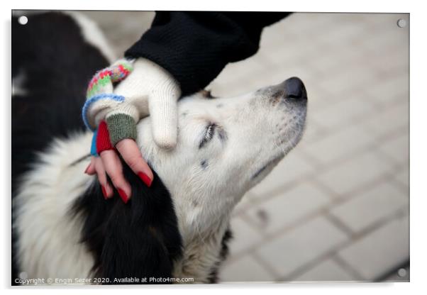 Female hand with fingerless woolen gloves stroking dog's head Acrylic by Engin Sezer