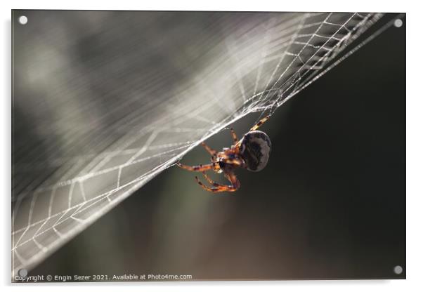 A tiny spider is waiting for a hunt in the web Acrylic by Engin Sezer