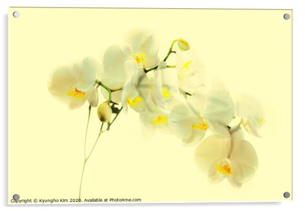 Orchid Translucent Acrylic by Kyungho Kim