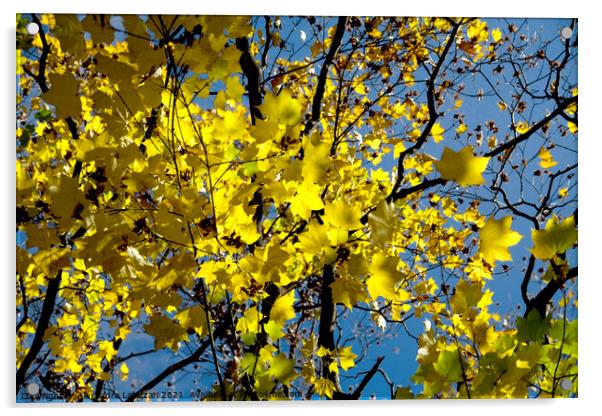 Autumnal plane tree Acrylic by Alexandra Lavizzari