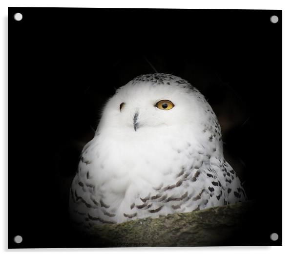 Fluffy Snowy Owl  Acrylic by Alexandra Lavizzari