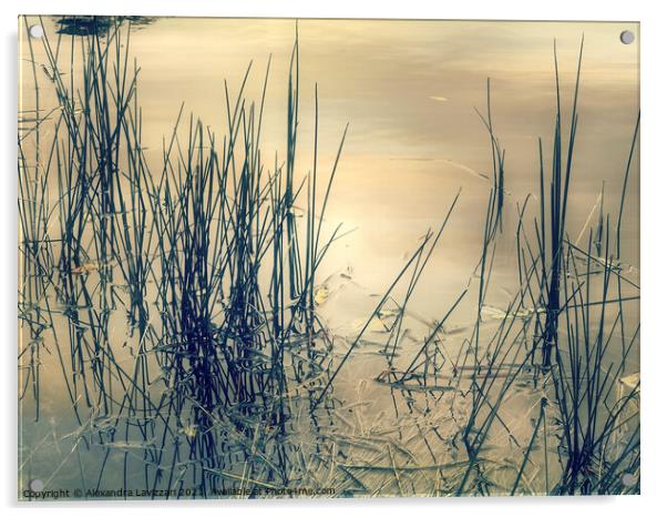 Evening At The Pond Acrylic by Alexandra Lavizzari