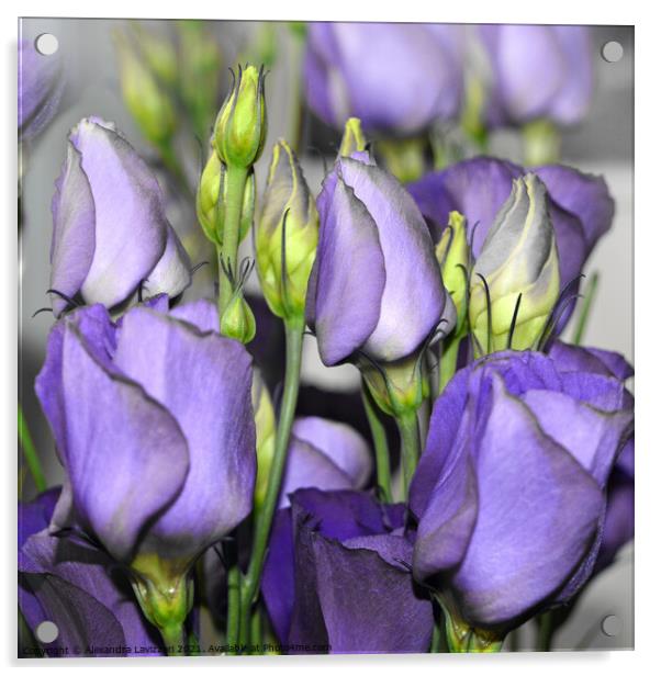 Purple Bouquet Acrylic by Alexandra Lavizzari