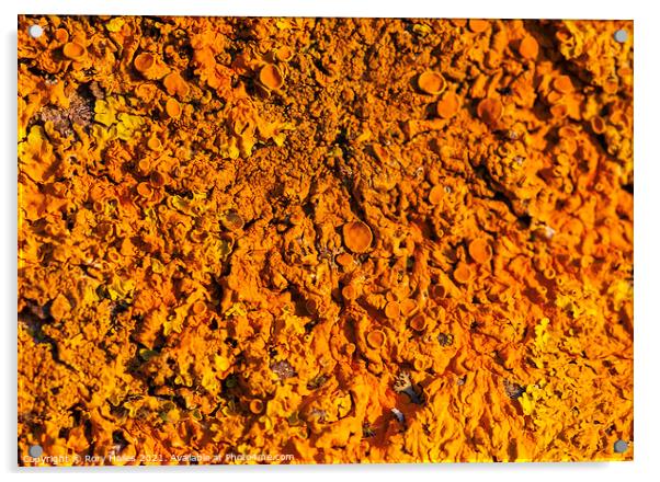 Xanthoria parietina Acrylic by Rory Hailes