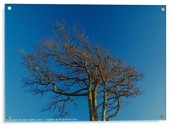 Tree blue sky Acrylic by Rory Hailes