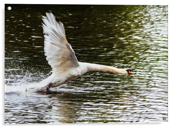 Swan inflight Acrylic by Rory Hailes