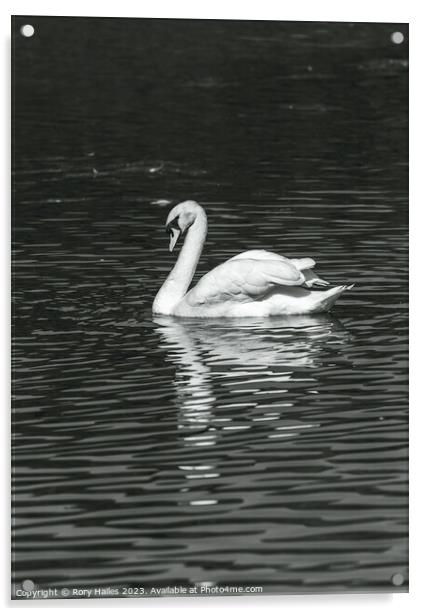 Swan with reflection Acrylic by Rory Hailes