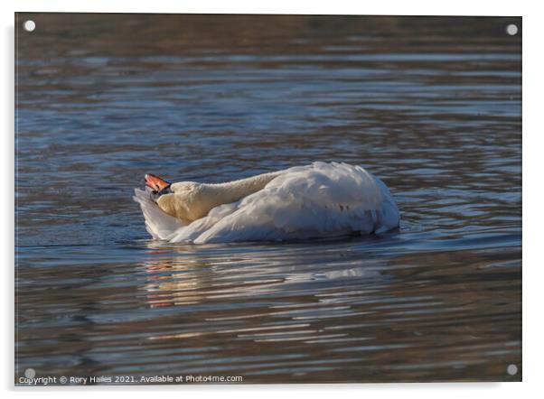 Swan relaxing Acrylic by Rory Hailes