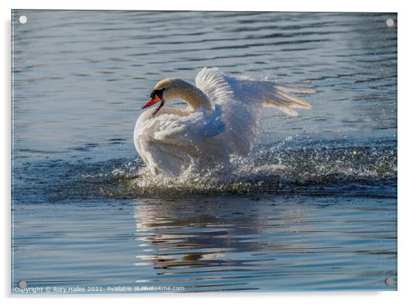 Swan Acrylic by Rory Hailes