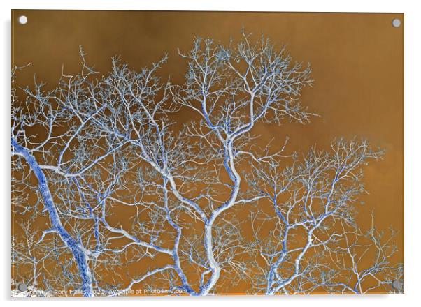 Tree Branches Acrylic by Rory Hailes