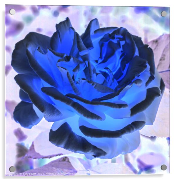 Blue Rose Acrylic by Rory Hailes
