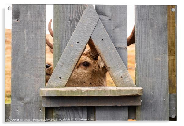 A red deer stag looking through a wooden fence at the Galloway Red Deer Range Acrylic by SnapT Photography