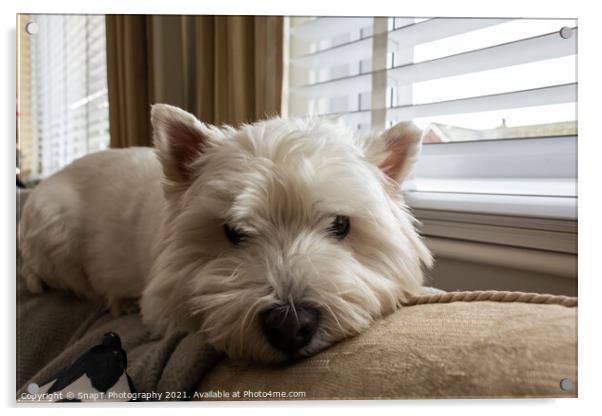 A west highland terrier dog lying on top of a sofa or couch beside a window Acrylic by SnapT Photography