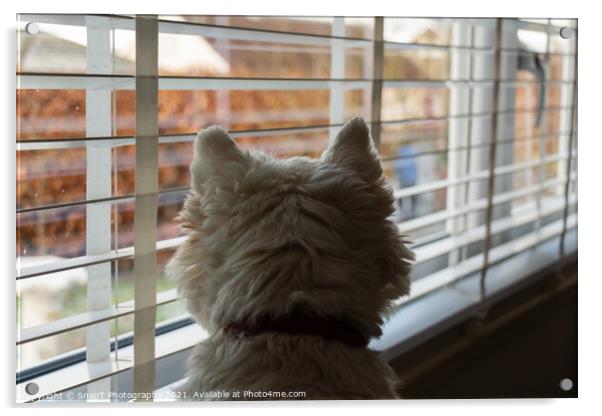 A white west highland terrier on neighbourhood watch, looking out of a window Acrylic by SnapT Photography