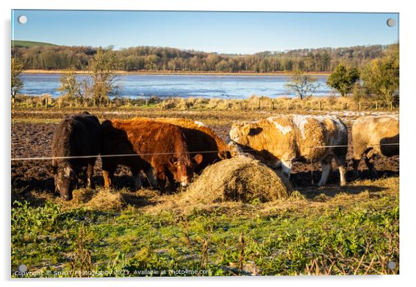 Cows feeding on hay in a field next to the Dee estuary at Kirkcudbright Bay Acrylic by SnapT Photography