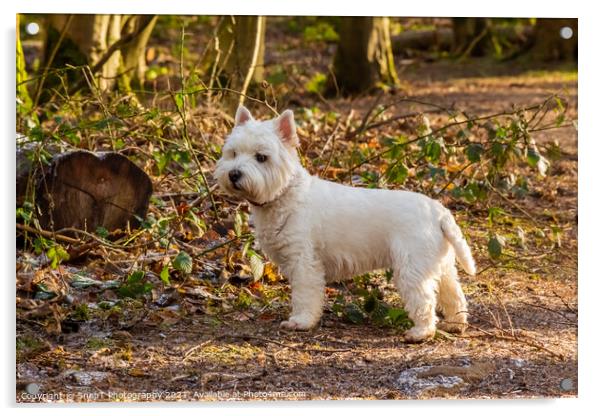 A white west highland terrier dog standing beside a log in a Scottish woodland Acrylic by SnapT Photography