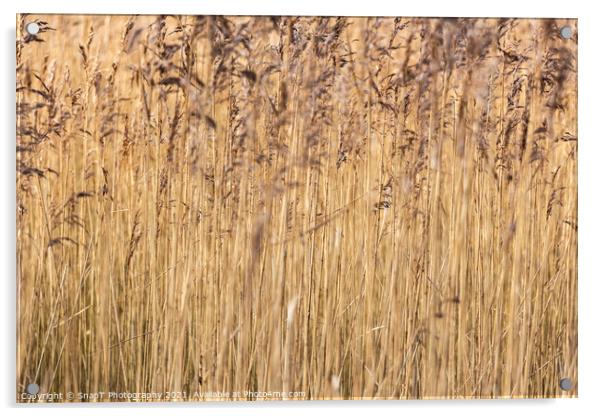 Abstract background close up of common reeds in the winter sun Acrylic by SnapT Photography