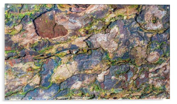 Close up of colorful decomposing tree bark in the winter light Acrylic by SnapT Photography