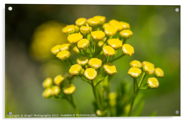 Close up of a cluster of small yellow flowers on a common wild flower Acrylic by SnapT Photography