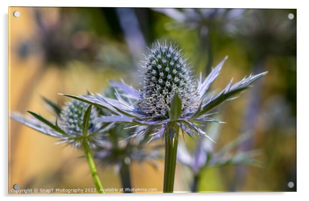 Close up of a Sea Holly plant Acrylic by SnapT Photography
