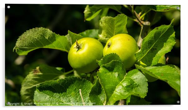 Bright green russet apples growing on a tree in the summer sun Acrylic by SnapT Photography