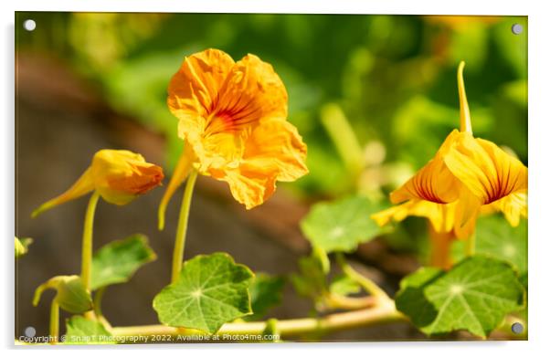 Close up of a yellow nasturtium flower in the evening summer sun Acrylic by SnapT Photography
