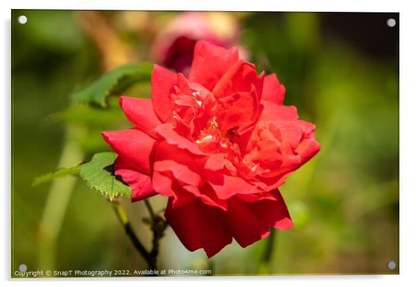 Close up of a red rose growing in the summer sun Acrylic by SnapT Photography