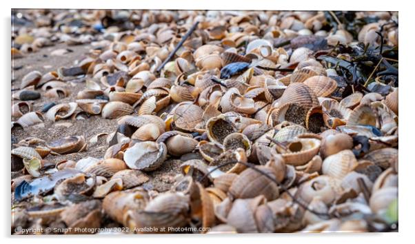 Close up of colourful old shells on a beach of various shapes and sizes Acrylic by SnapT Photography