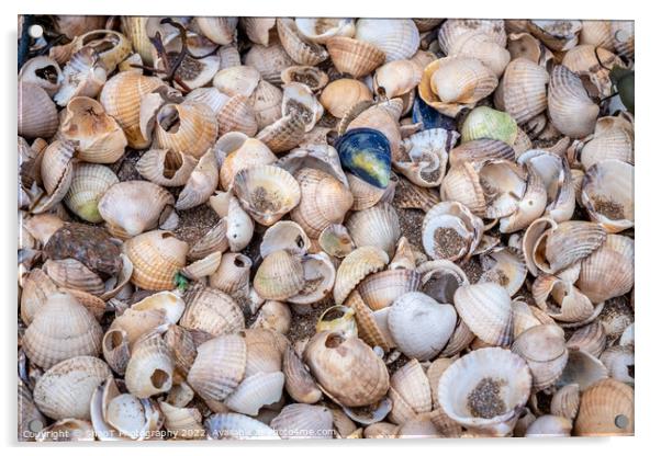 Close up of colourful old shells on a beach of various shapes and sizes Acrylic by SnapT Photography