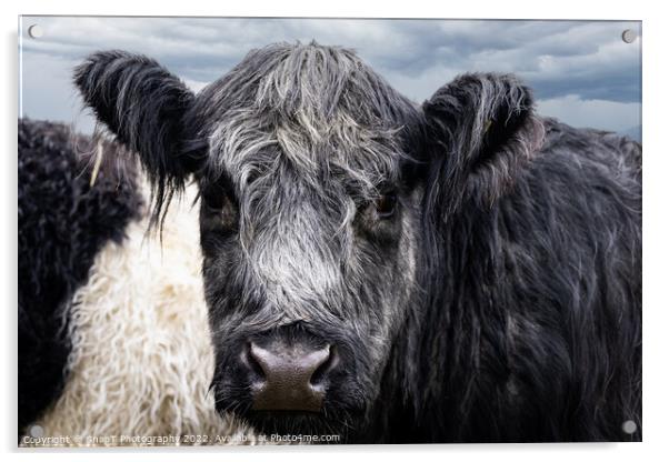 A close up of Belted Galloway Cows face Acrylic by SnapT Photography