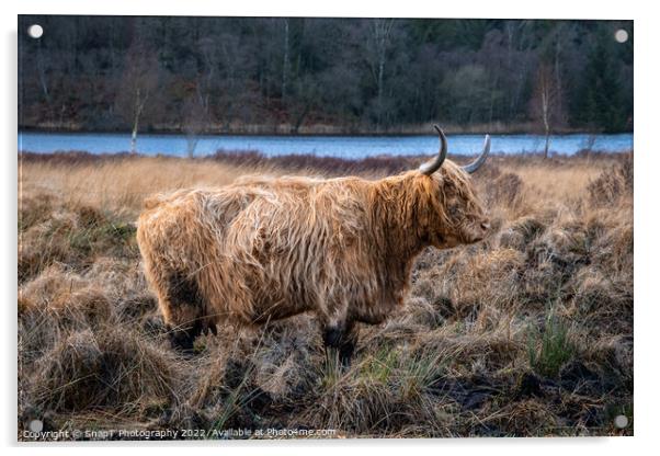 A highland cow with horns standing in a Scottish field in winter Acrylic by SnapT Photography
